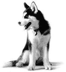 husky